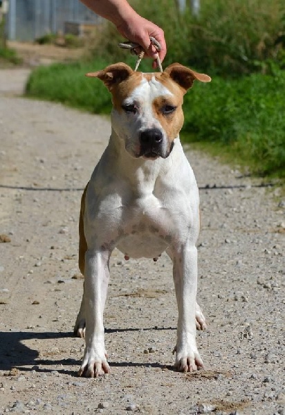 Les American Staffordshire Terrier de l'affixe Dreams Maker's