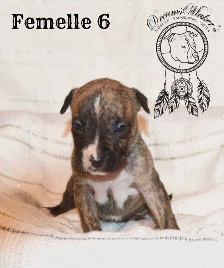 Dreams Maker's - Chiot disponible  - American Staffordshire Terrier