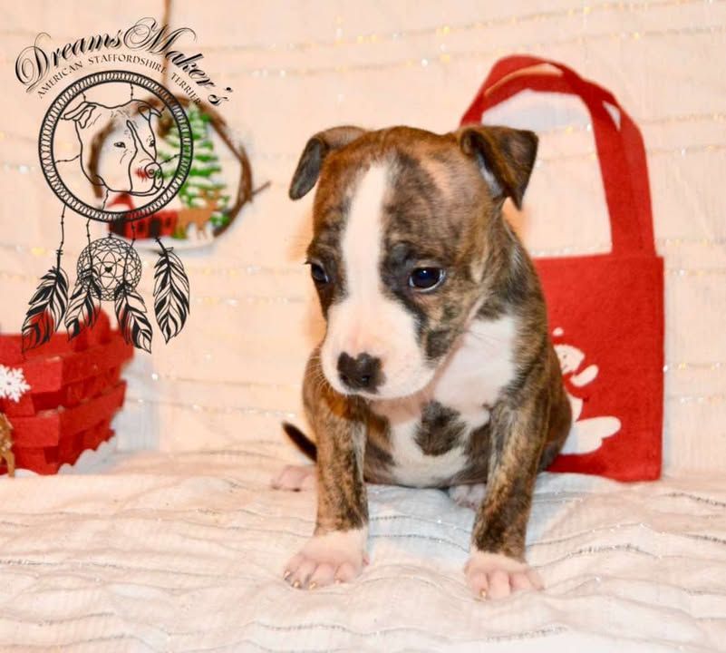 Dreams Maker's - Chiot disponible  - American Staffordshire Terrier