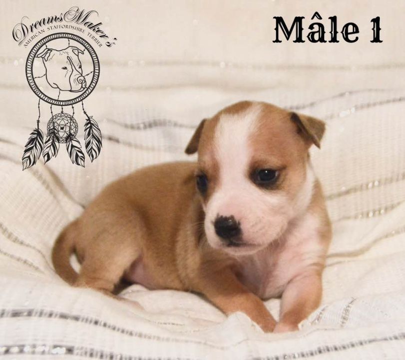 Dreams Maker's - Chiot disponible  - American Staffordshire Terrier