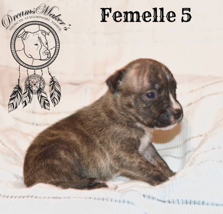 Dreams Maker's - Chiot disponible  - American Staffordshire Terrier