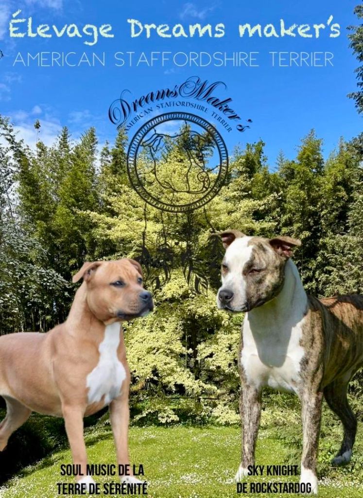 chiot American Staffordshire Terrier Dreams Maker's