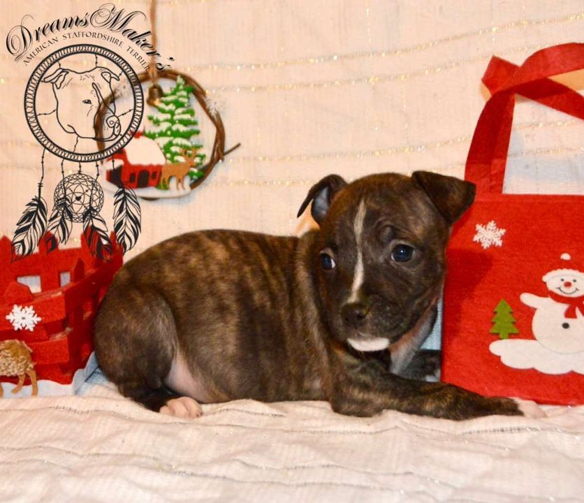 Dreams Maker's - Chiot disponible  - American Staffordshire Terrier