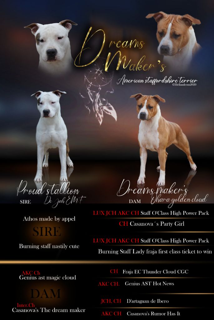 Dreams Maker's - American Staffordshire Terrier - Portée née le 05/05/2020