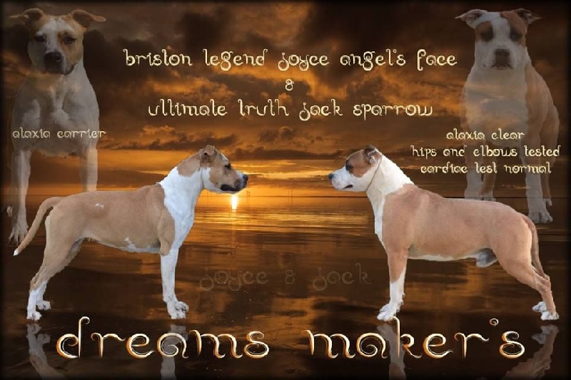 Dreams Maker's - American Staffordshire Terrier - Portée née le 18/08/2016