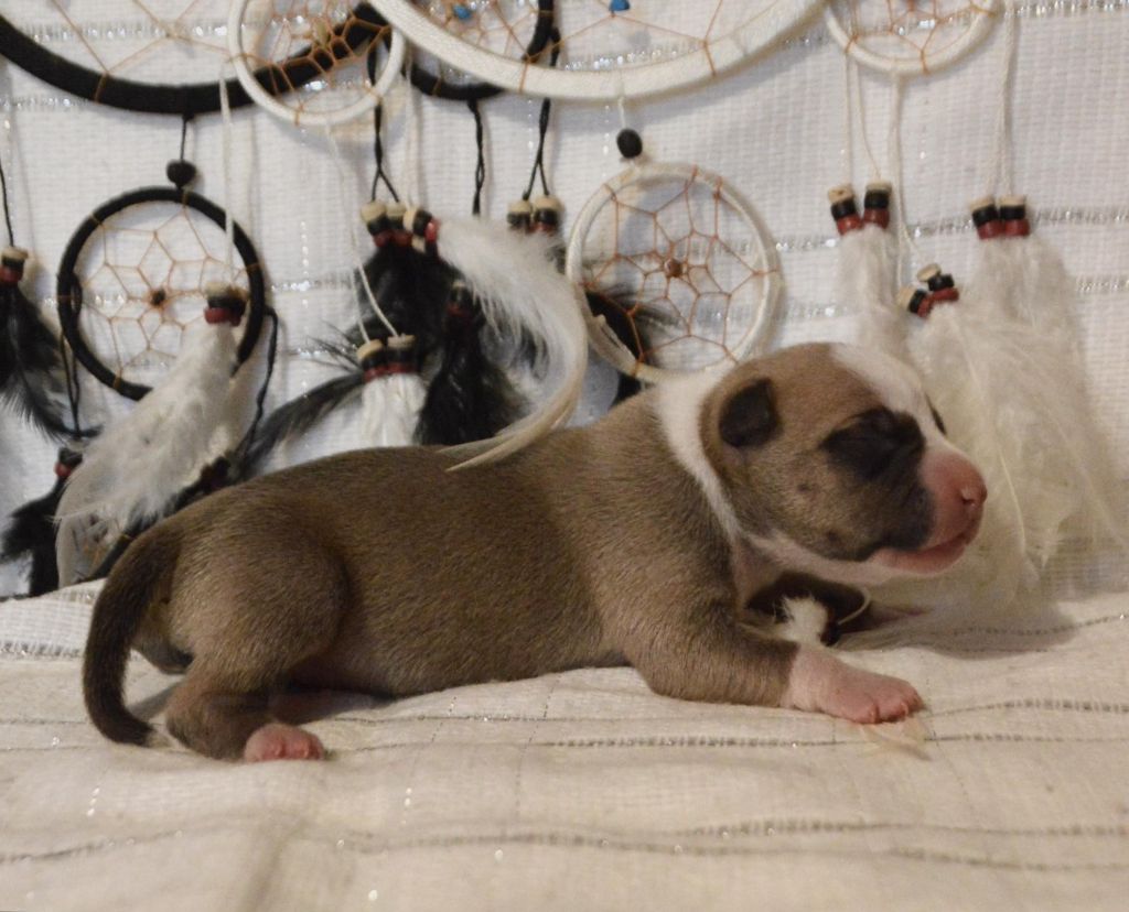 Dreams Maker's - Chiot disponible  - American Staffordshire Terrier