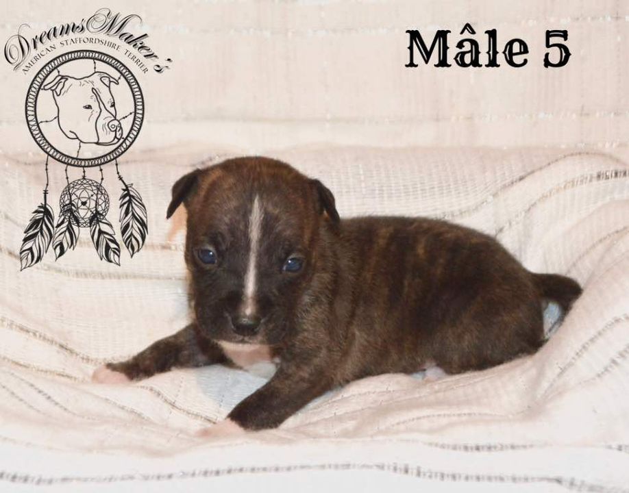 Dreams Maker's - Chiot disponible  - American Staffordshire Terrier