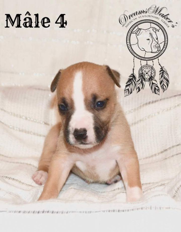 Dreams Maker's - Chiot disponible  - American Staffordshire Terrier