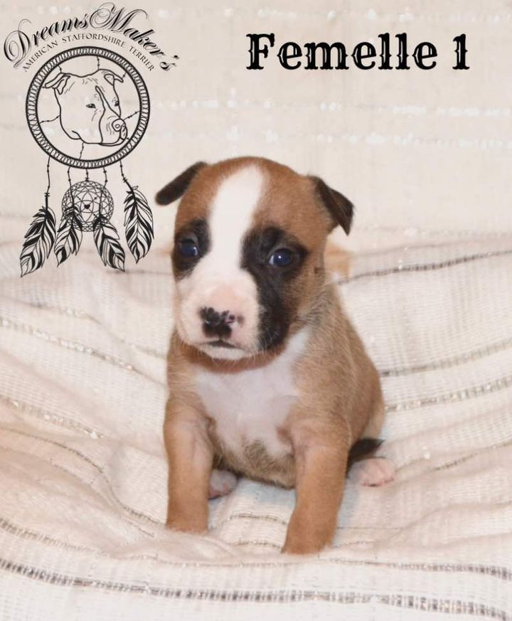 Dreams Maker's - Chiot disponible  - American Staffordshire Terrier