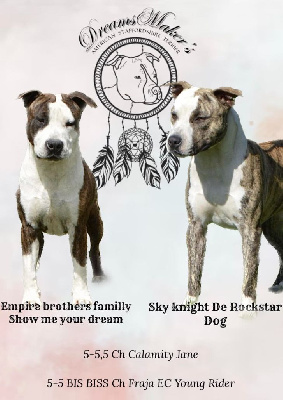 Dreams Maker's - American Staffordshire Terrier - Portée née le 25/10/2023