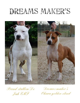 Dreams Maker's - American Staffordshire Terrier - Portée née le 07/06/2022