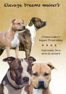 Dreams Maker's - American Staffordshire Terrier - Portée née le 27/10/2023