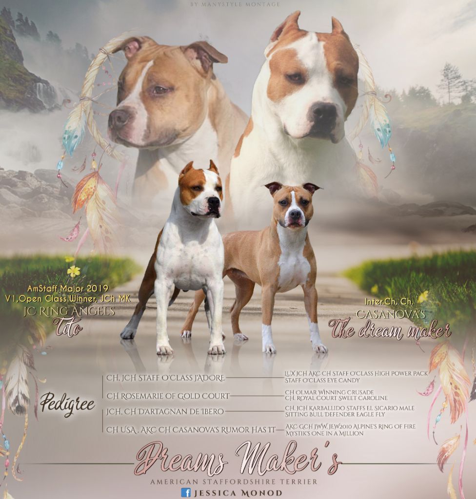 Dreams Maker's - American Staffordshire Terrier - Portée née le 06/11/2020