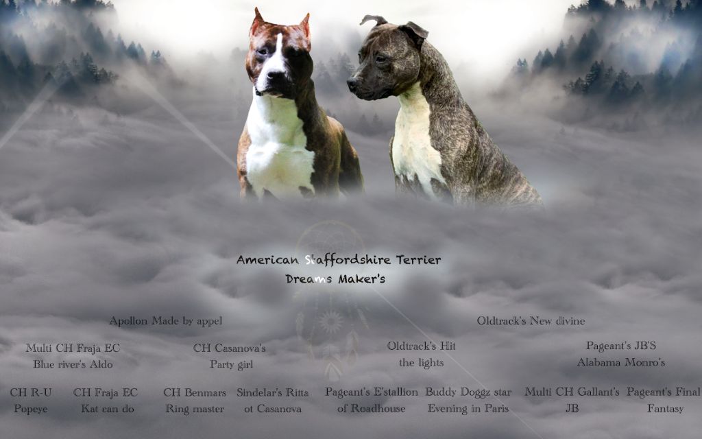 Dreams Maker's - American Staffordshire Terrier - Portée née le 31/08/2021