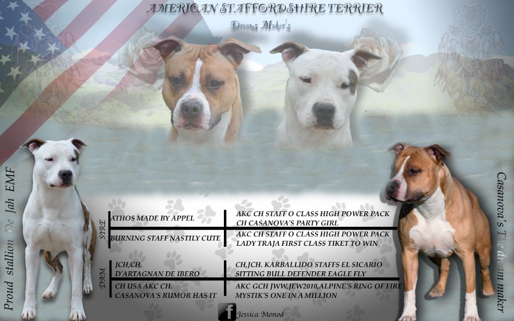 Dreams Maker's - American Staffordshire Terrier - Portée née le 14/06/2021