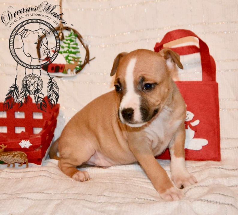 Dreams Maker's - Chiot disponible  - American Staffordshire Terrier