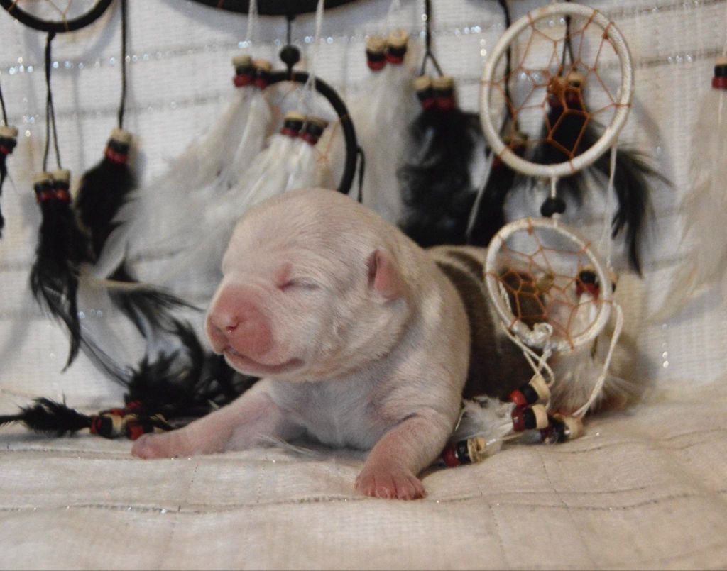 Dreams Maker's - Chiot disponible  - American Staffordshire Terrier