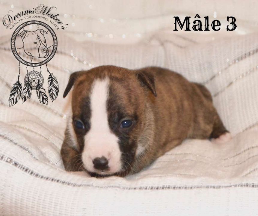 Dreams Maker's - Chiot disponible  - American Staffordshire Terrier