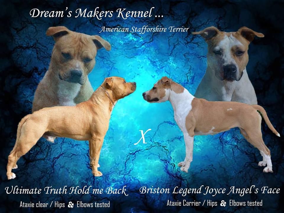 Dreams Maker's - American Staffordshire Terrier - Portée née le 02/12/2017
