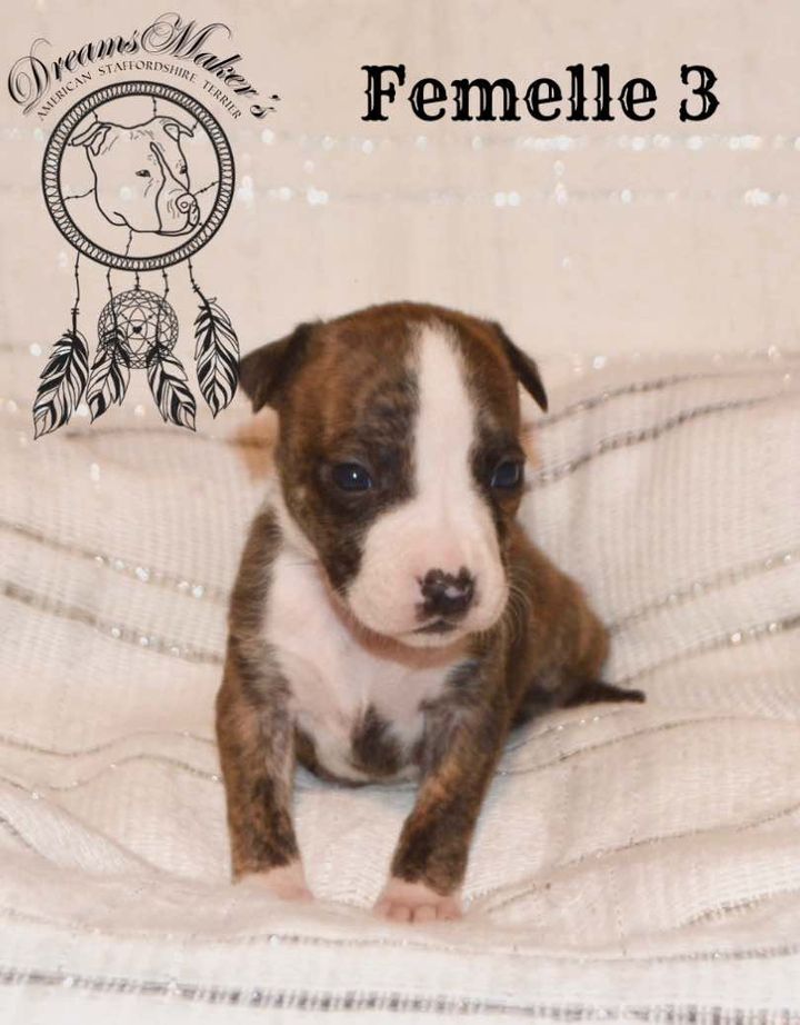 Dreams Maker's - Chiot disponible  - American Staffordshire Terrier