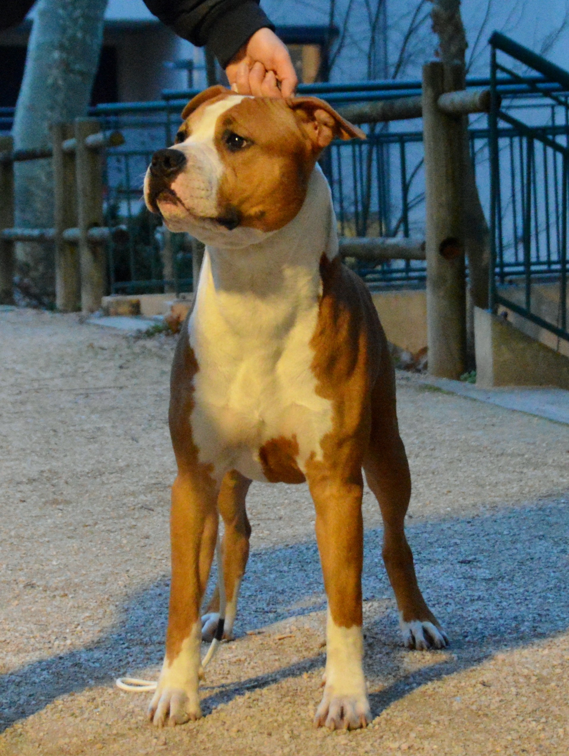 Dreams Maker's Orion thunder star