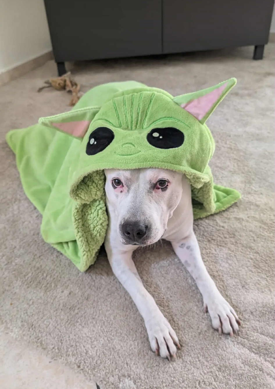 Dreams Maker's Snow guizmo