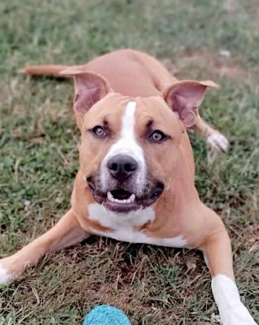 Dreams Maker's Vidocq