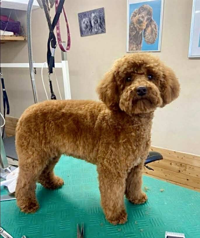 Dreams Maker's Vikie