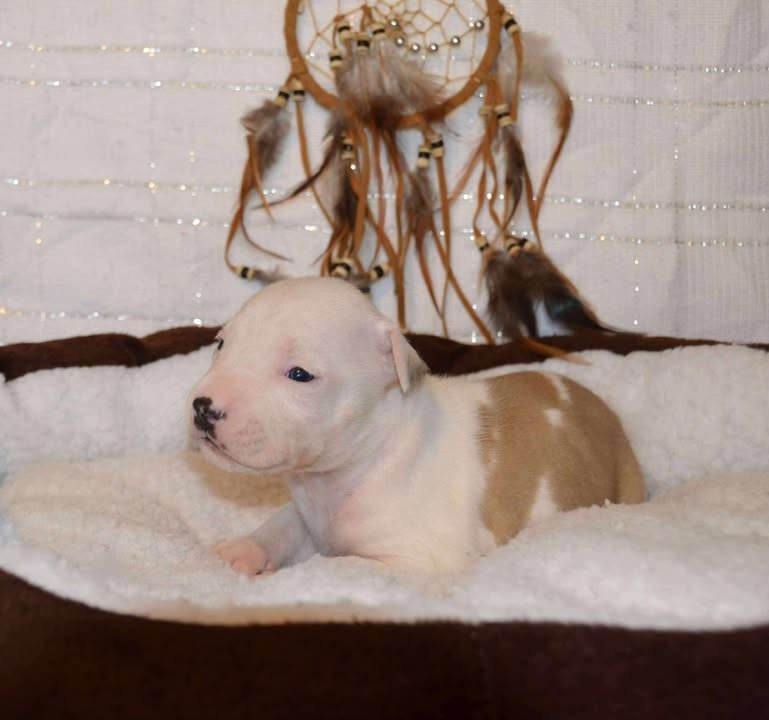 Dreams Maker's Ako strong boy