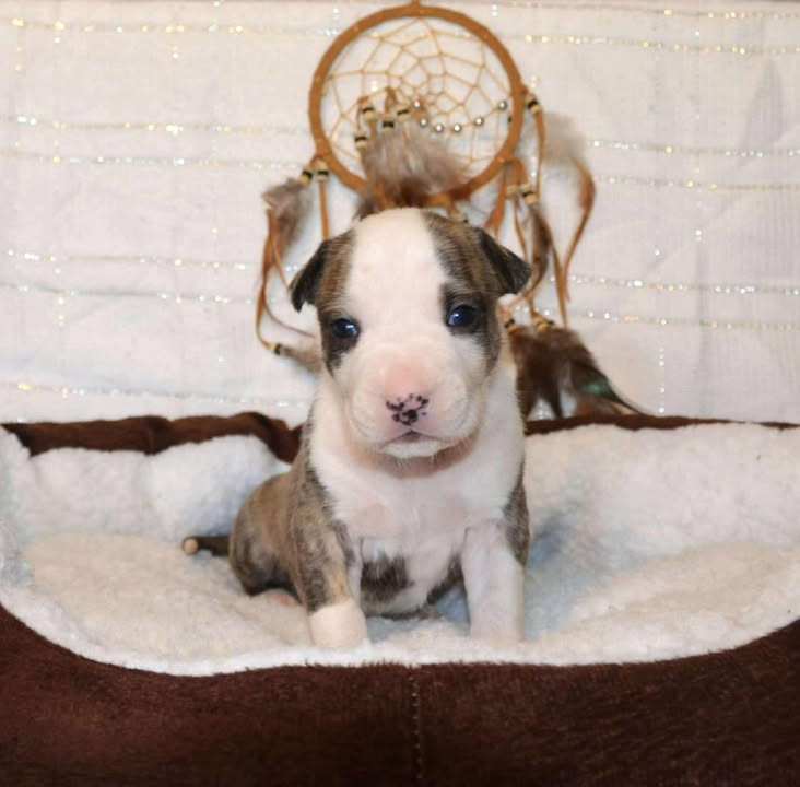 Dreams Maker's Ali Sultan