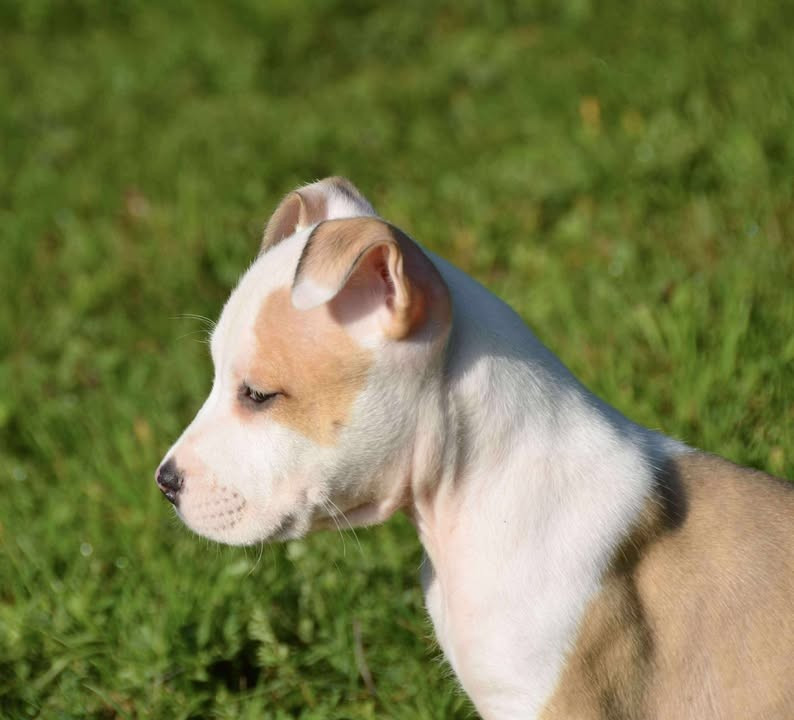 Dreams Maker's Aslan mythical king