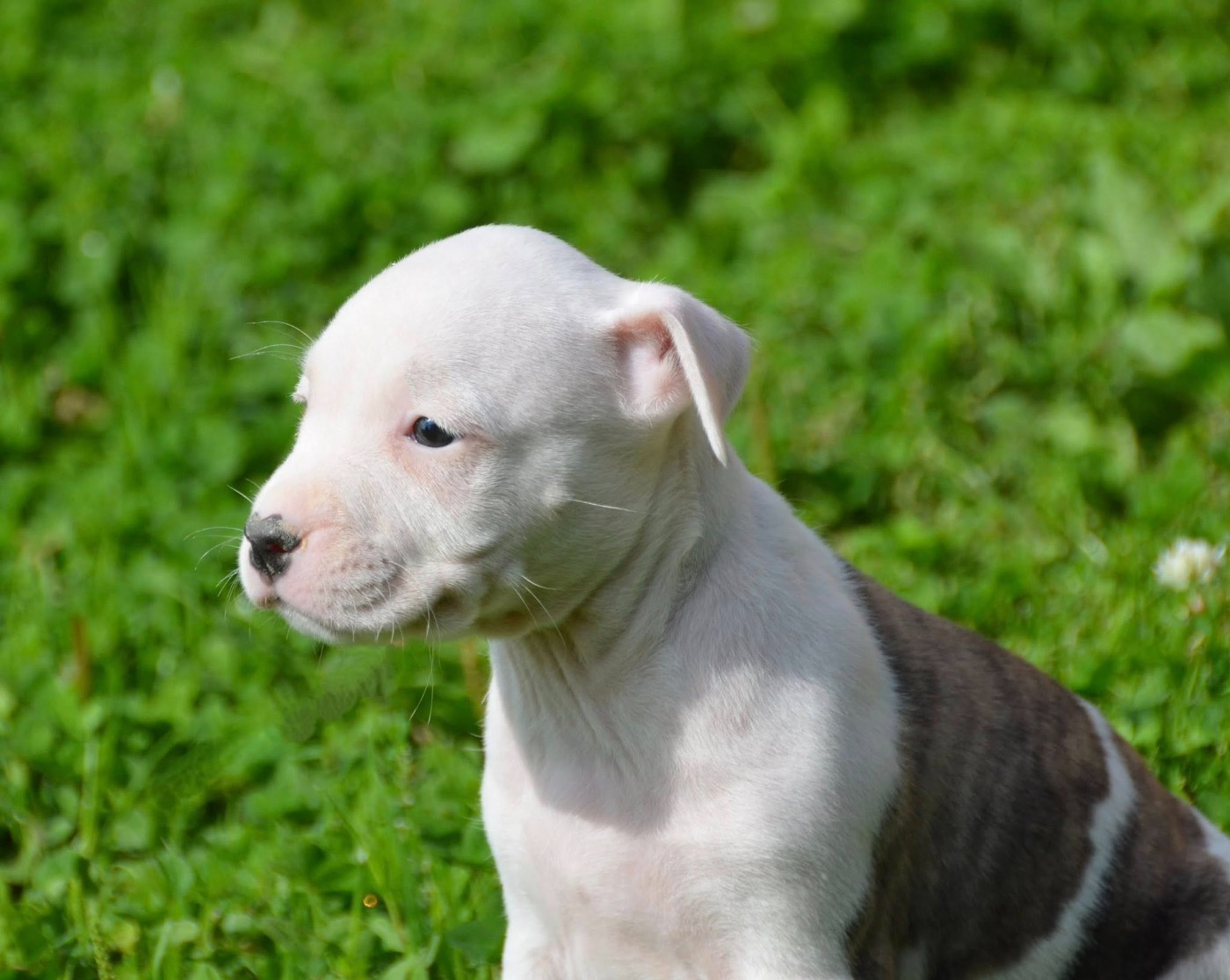 Dreams Maker's Ambrosia free soul