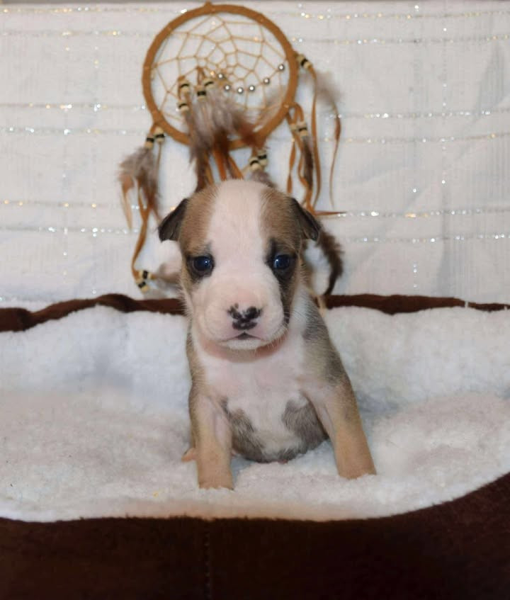 Dreams Maker's Atalante hunting goddess