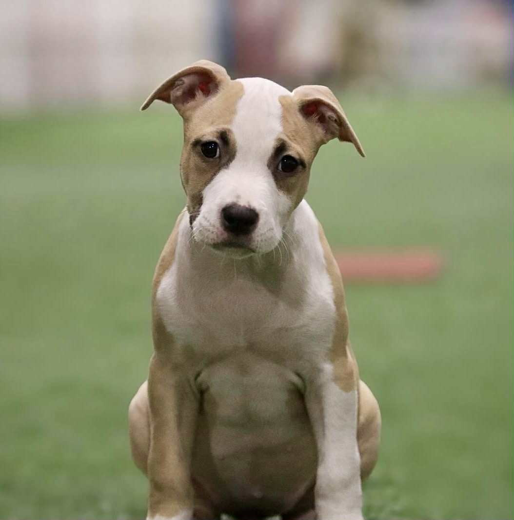 Dreams Maker's Admire this Vinetto