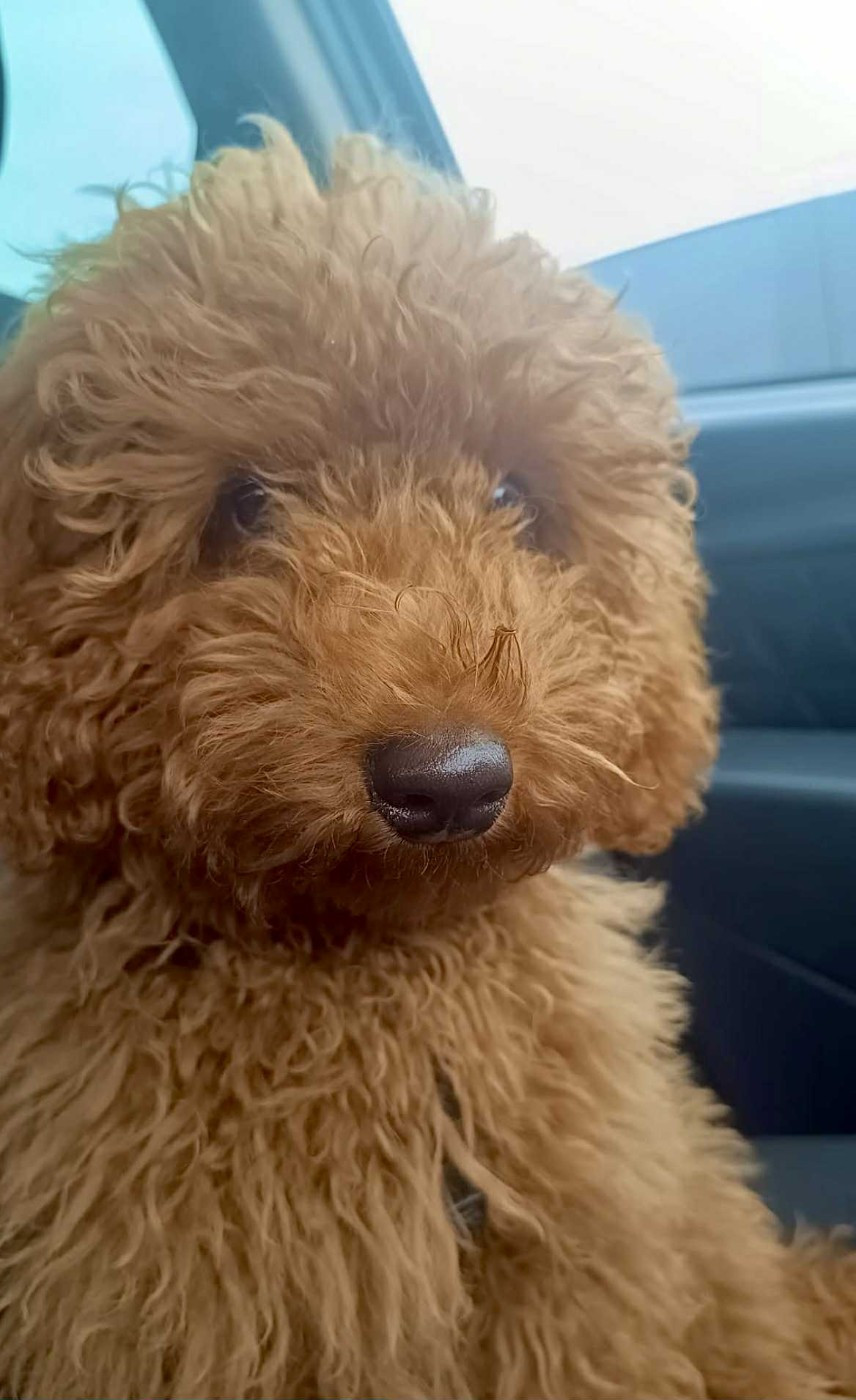 Dreams Maker's Akira