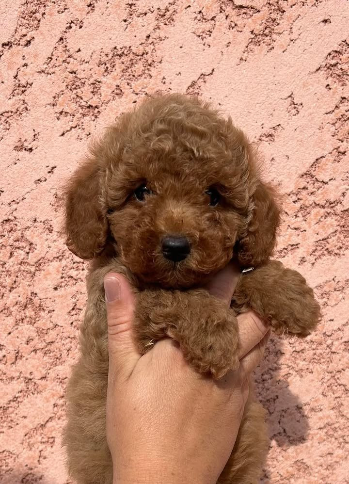 Dreams Maker's Archibald