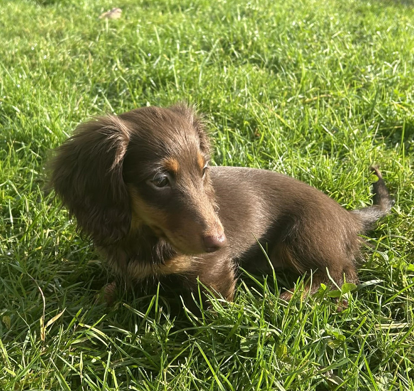 Abby des pierres de jade