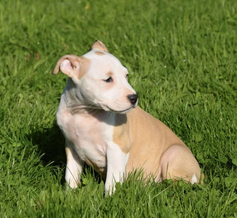 Dreams Maker's - Chiots disponibles - American Staffordshire Terrier