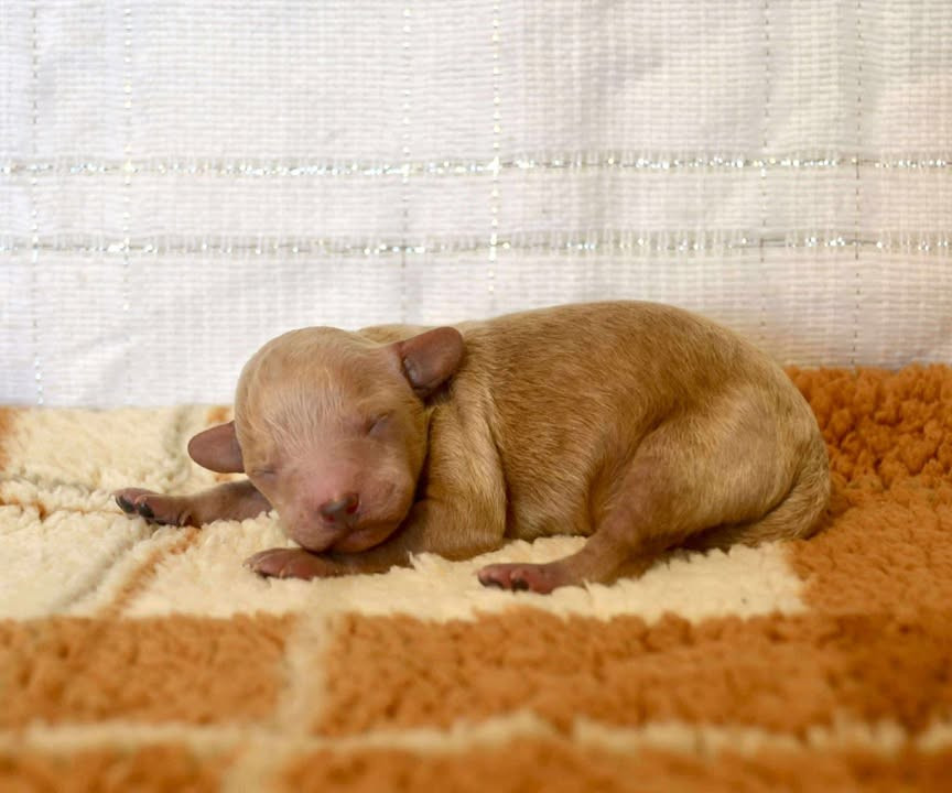 Dreams Maker's - Chiots disponibles - Caniche