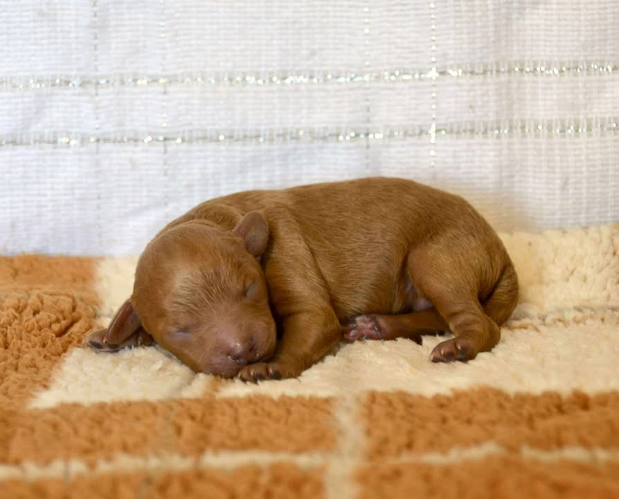 Dreams Maker's - Chiots disponibles - Caniche