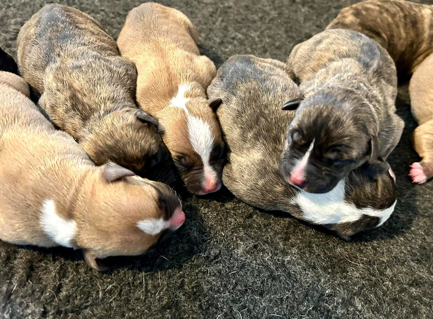 Chiot American Staffordshire Terrier Dreams Maker's