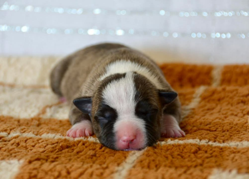 Dreams Maker's - Chiots disponibles - American Staffordshire Terrier