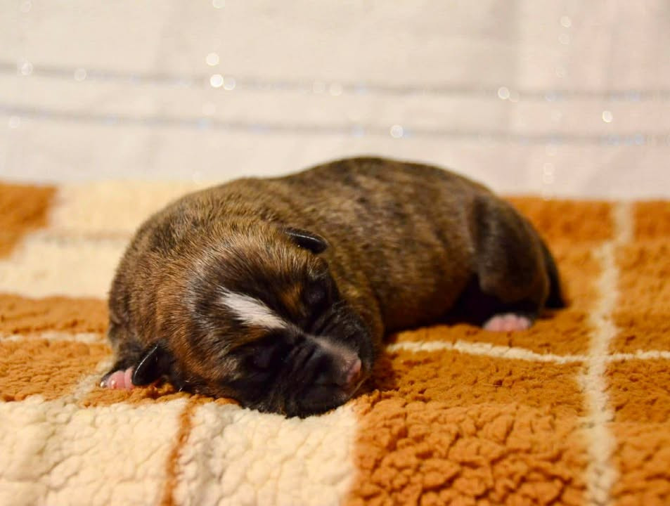 Dreams Maker's - Chiots disponibles - American Staffordshire Terrier