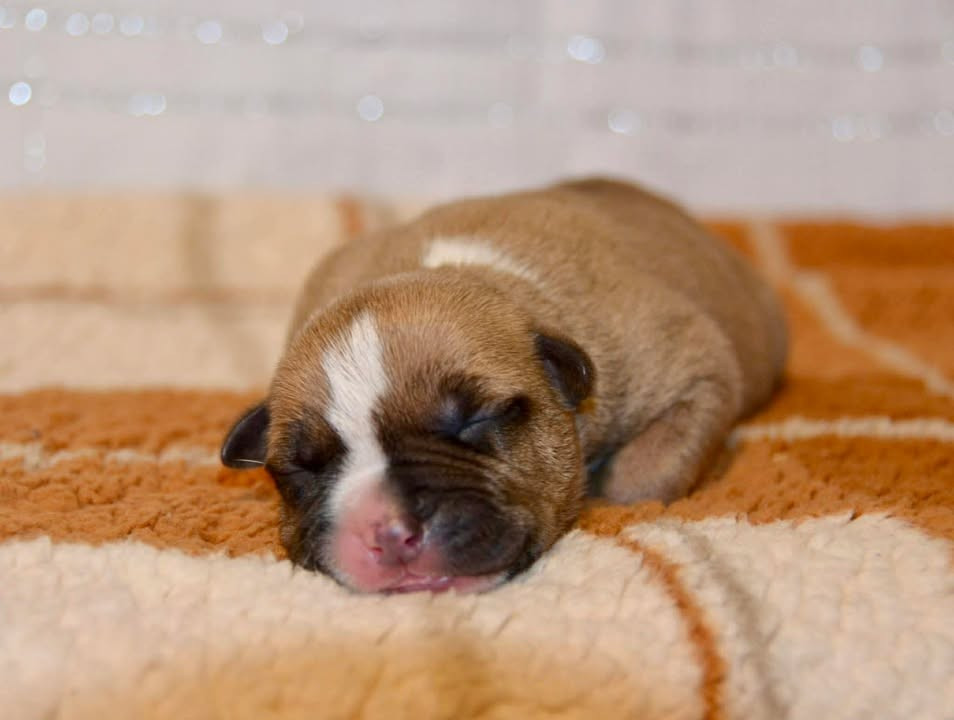 Dreams Maker's - Chiots disponibles - American Staffordshire Terrier