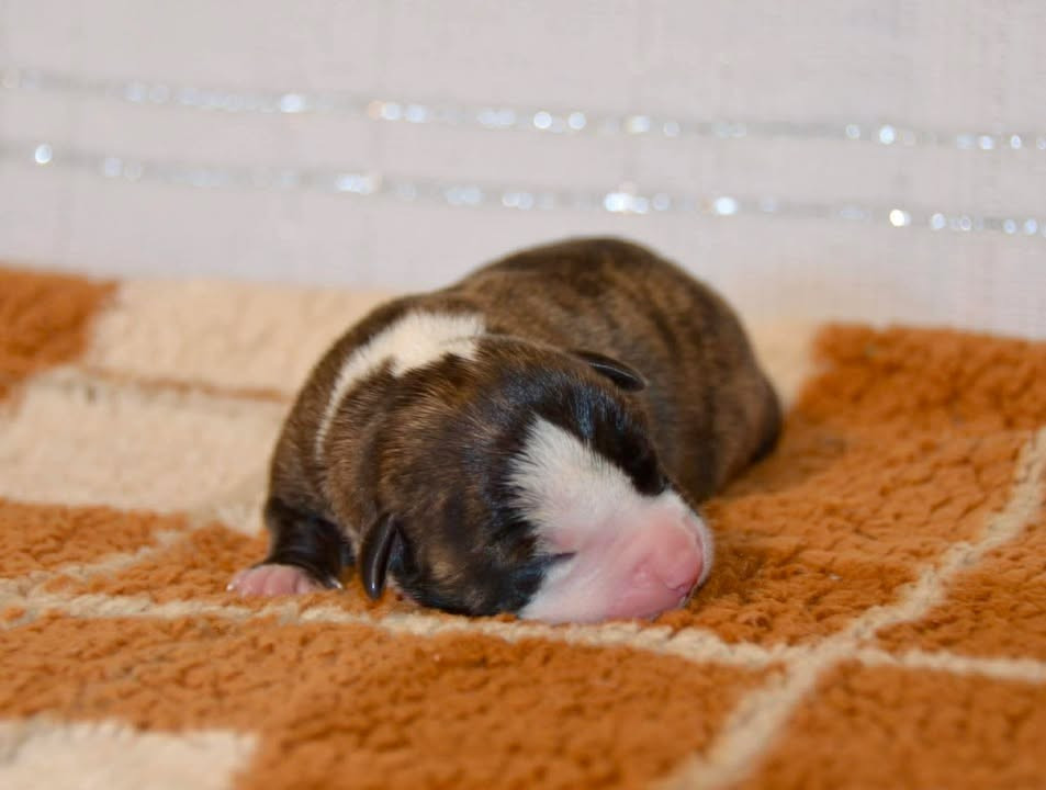 Dreams Maker's - Chiots disponibles - American Staffordshire Terrier