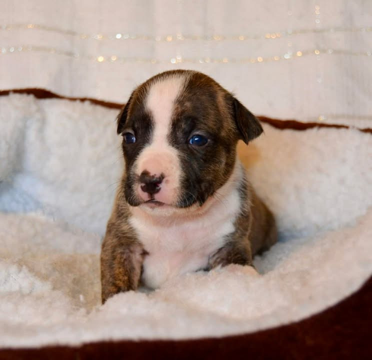Dreams Maker's - Chiots disponibles - American Staffordshire Terrier