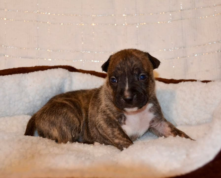 Dreams Maker's - Chiots disponibles - American Staffordshire Terrier