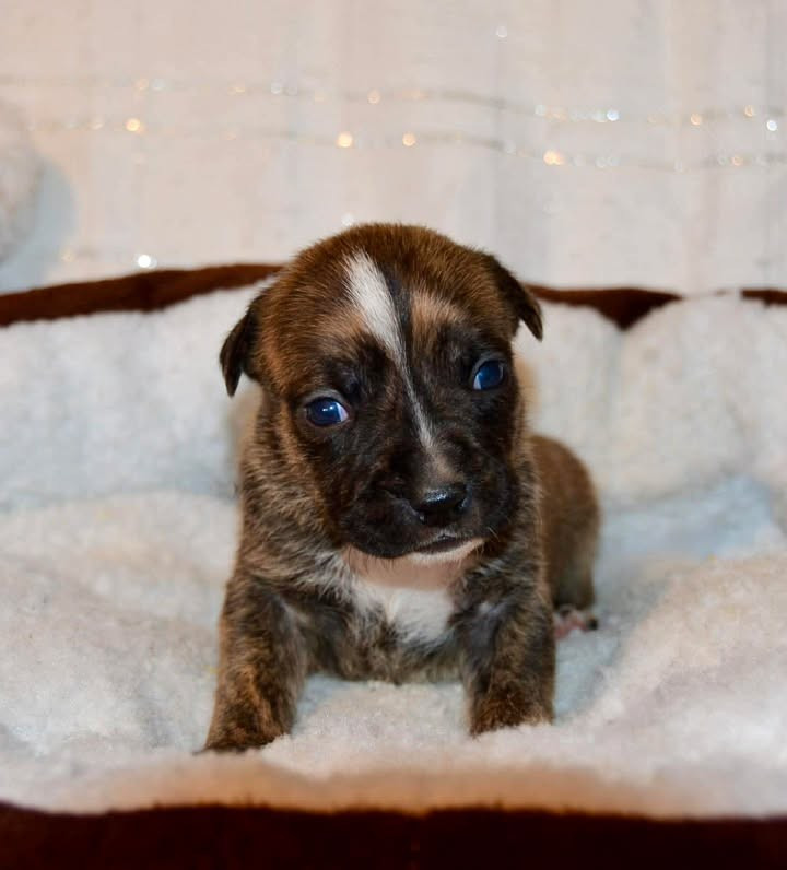 Dreams Maker's - Chiots disponibles - American Staffordshire Terrier