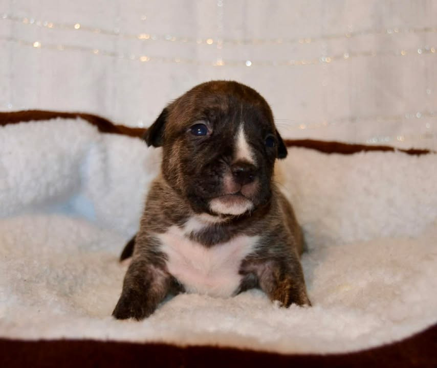 Dreams Maker's - Chiots disponibles - American Staffordshire Terrier