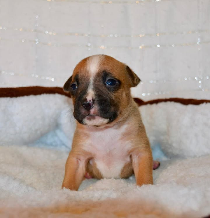 Dreams Maker's - Chiots disponibles - American Staffordshire Terrier